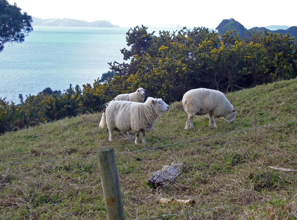 Sheep Along Trail
